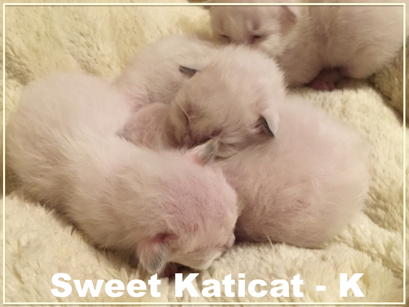 Sweet Katicat_K